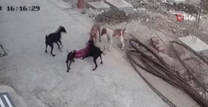Hindistan'da 4 yaşındaki çocuğa sokak köpekleri saldırdı
