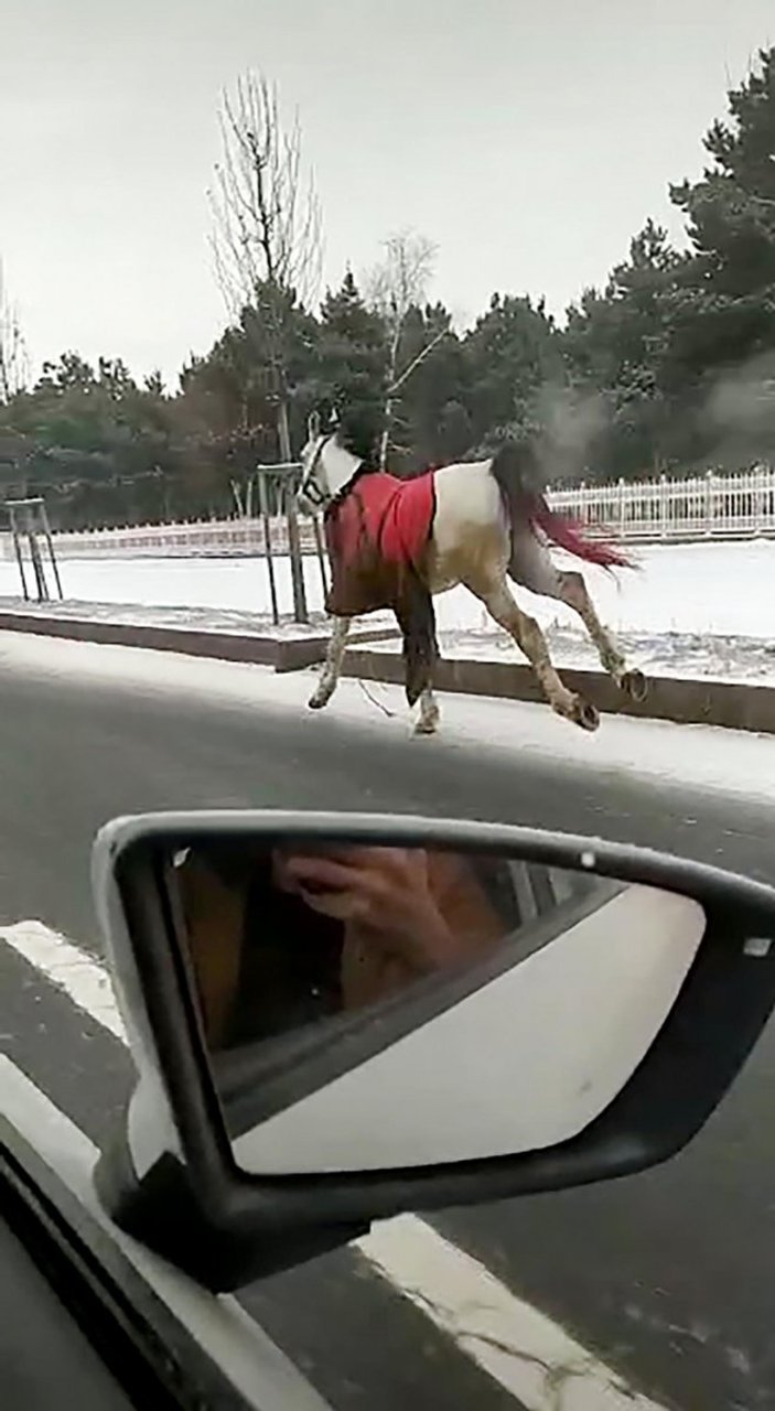 Erzurum'da köpekten korkan atlar 25 kilometre koştu