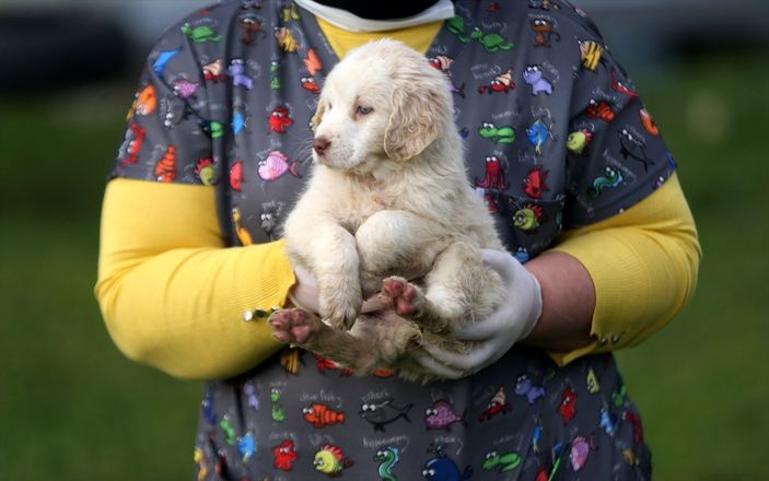 Düzce'de sokak hayvanları için 10 bin metrekarelik açık yaşam alanı