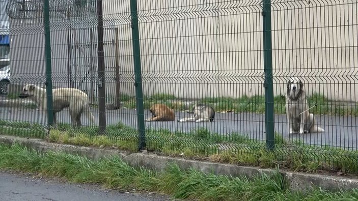 Bahçeşehir'de köpeklerin kovaladığı adam hastanelik oldu