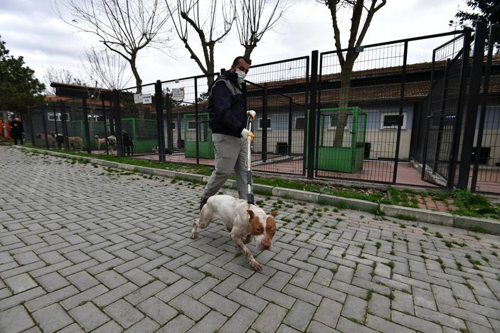 Sahiplerinin terk ettiği pitbulllar barınaklara götürülüyor