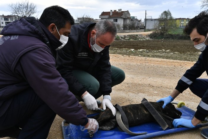 Sahiplerinin terk ettiği pitbulllar barınaklara götürülüyor