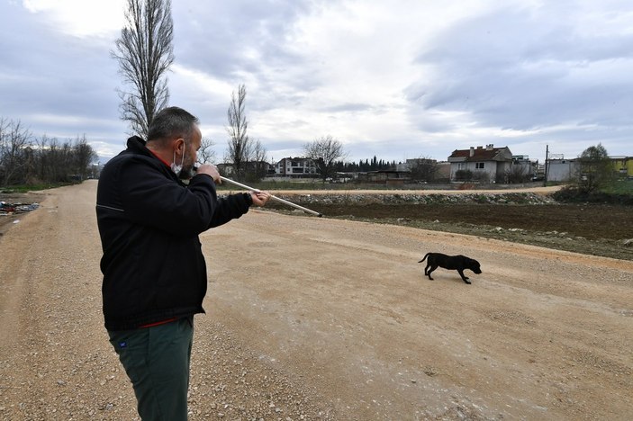 Sahiplerinin terk ettiği pitbulllar barınaklara götürülüyor