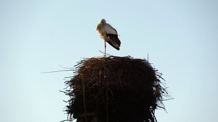 İ Hakkari'de göç etmeyen leylek köyün maskotu oldu