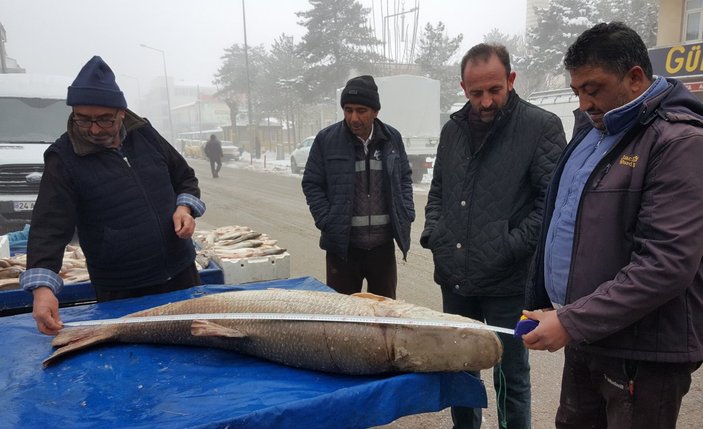 Erzincan’da balıkçılar, 70 kiloluk turna balığı yakaladı