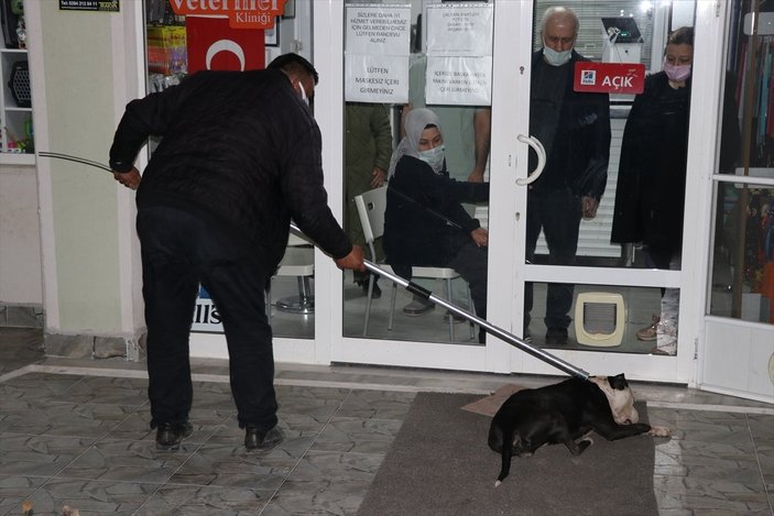 Edirne'de başıboş pitbull veterinerin kedisine saldırdı
