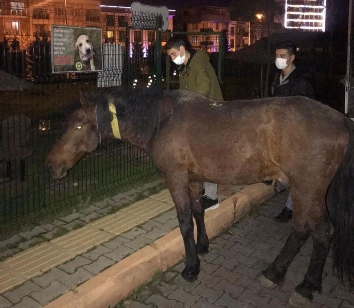 İzmir'de bir kişi, atı iple aracın arkasına bağlayıp yürüttü