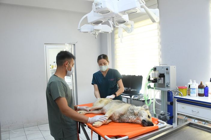 Konya'daki 100 bin metrekarelik barınakta sahipsiz hayvanların yaraları sarılıyor