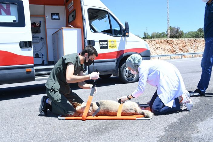 Konya'daki 100 bin metrekarelik barınakta sahipsiz hayvanların yaraları sarılıyor