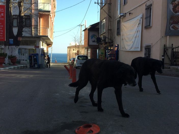Sarıyer'e araçlarla terk edilen köpekler, mahalleliyi ürkütüyor