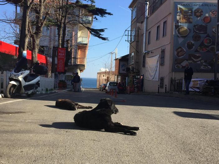 Sarıyer'e araçlarla terk edilen köpekler, mahalleliyi ürkütüyor