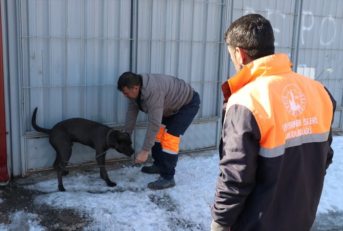 Sivas'ta başıboş pitbull, hayvan barınağına götürüldü
