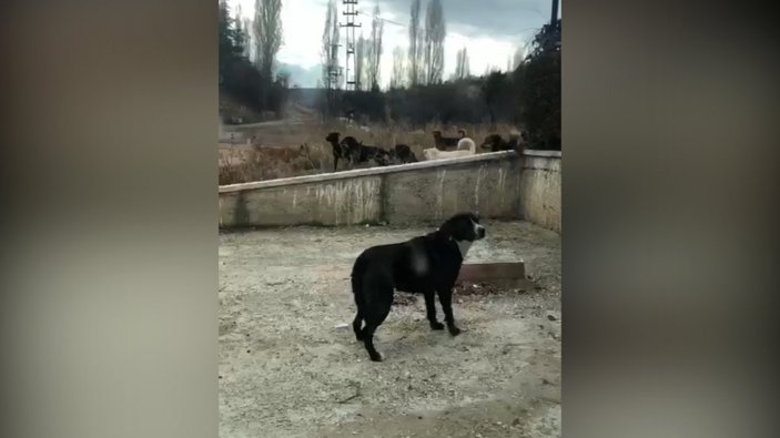Ankara'daki başıboş sokak köpekleri korku saçıyor