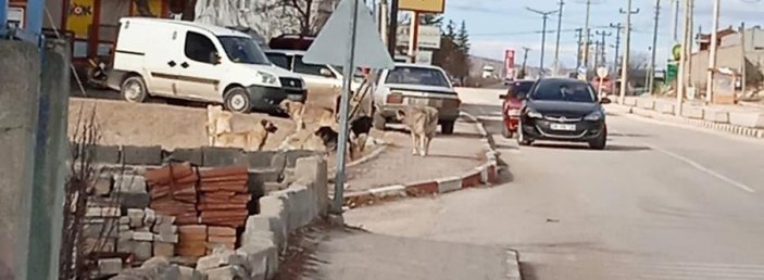 Eskişehir'de iki çocuk köpeklerin saldırısına uğradı