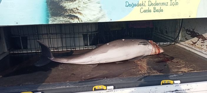 Kocaeli’de yunusu kurşunlayarak öldürdüler