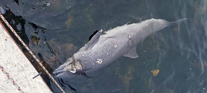 Kocaeli’de yunusu kurşunlayarak öldürdüler