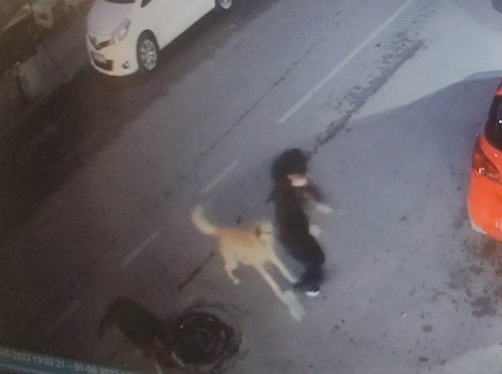 Kocaeli'de sokak köpekleri yolda yürüyen çocuğu sıkıştırdı