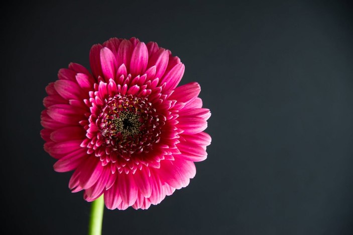 Gerbera çiçeği nedir