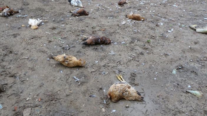 Antalya’da, sokak köpekleri tavukları telef etti