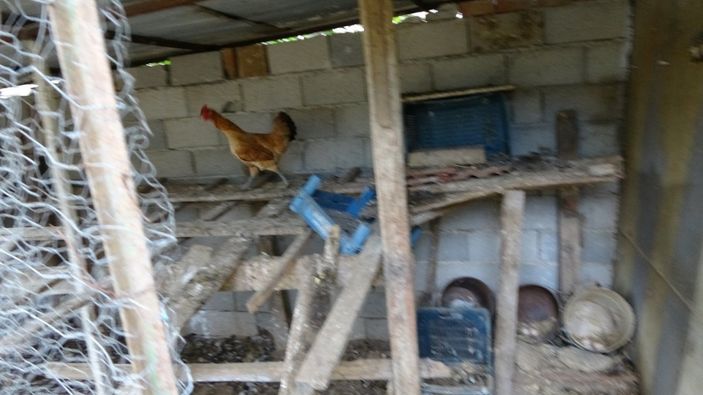 Antalya’da, sokak köpekleri tavukları telef etti