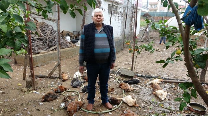 Antalya’da, sokak köpekleri tavukları telef etti