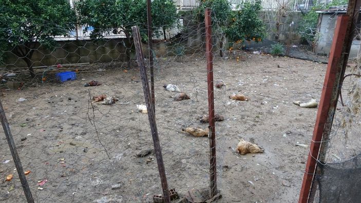 Antalya’da, sokak köpekleri tavukları telef etti