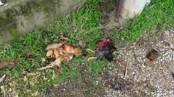 Antalya’da, sokak köpekleri tavukları telef etti