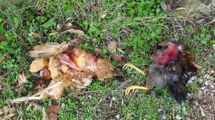 Antalya’da, sokak köpekleri tavukları telef etti