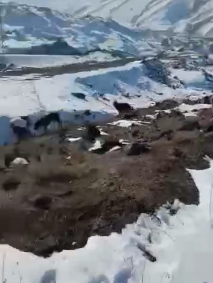 Iğdır'da köpekleri barınak yerine dağ başına bıraktılar