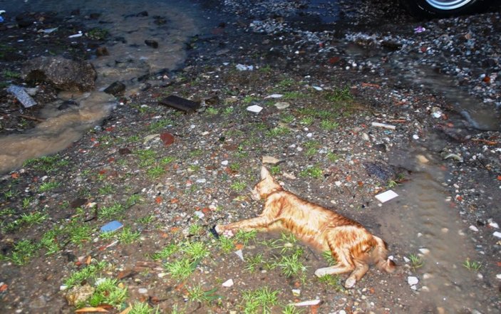 Bodrum'da sel faciası: Evleri su bastı