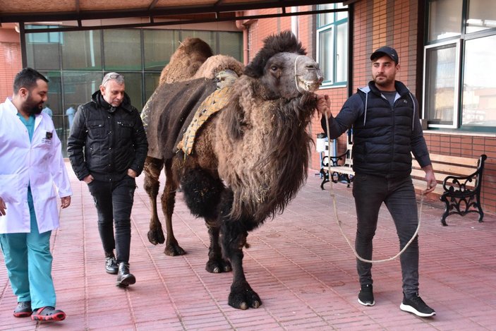 Burdur’da, Asya devesi katarakt ameliyatı oldu