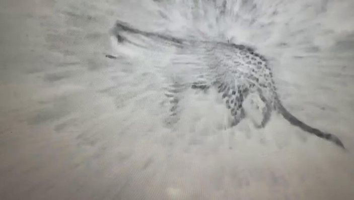 Iğdır'da kameralara leopar takıldı