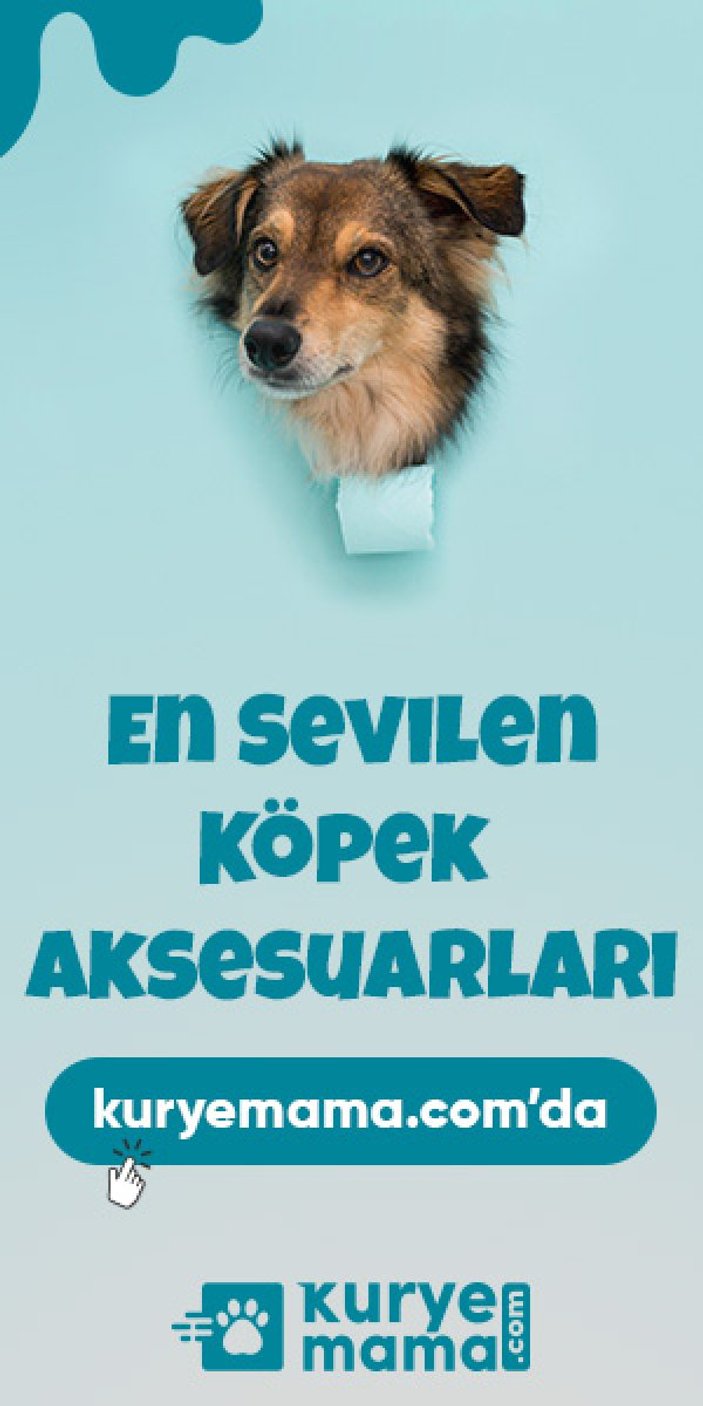 Türkiye'nin en iyi köpek ve kedi yaş mamaları, kumları kuryemama.com'da