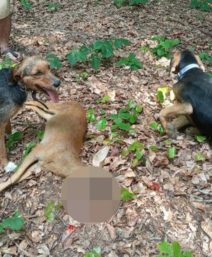 D Düzce'de karaca avlayıp sosyal medyada paylaştı: 12 bin lira ceza