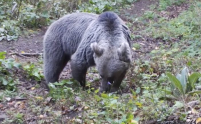 Bursa'da yiyecek avındaki ayılar kamerada