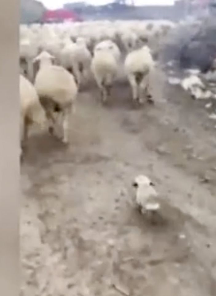 a Ankara'da yavru köpek, koyun sürüsüne eşlik etti