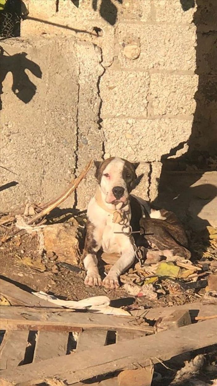 a Adana'da yasaklı ırk 70 köpek, barınağa yerleştirildi