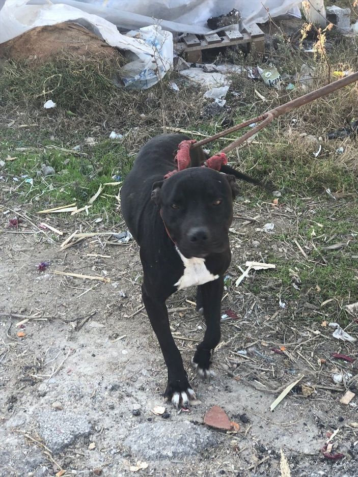 a Adana'da yasaklı ırk 70 köpek, barınağa yerleştirildi