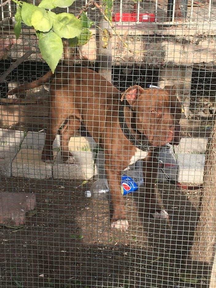 a Adana'da yasaklı ırk 70 köpek, barınağa yerleştirildi