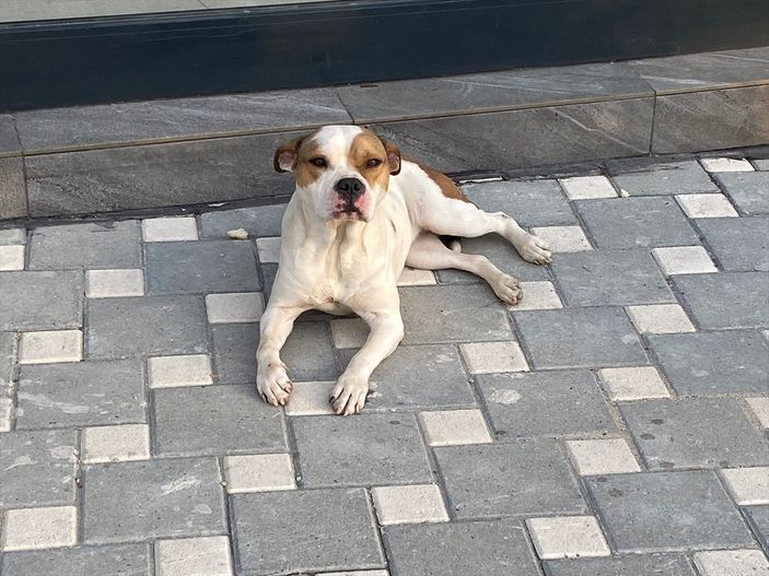 a Adana'da yasaklı ırk 70 köpek, barınağa yerleştirildi