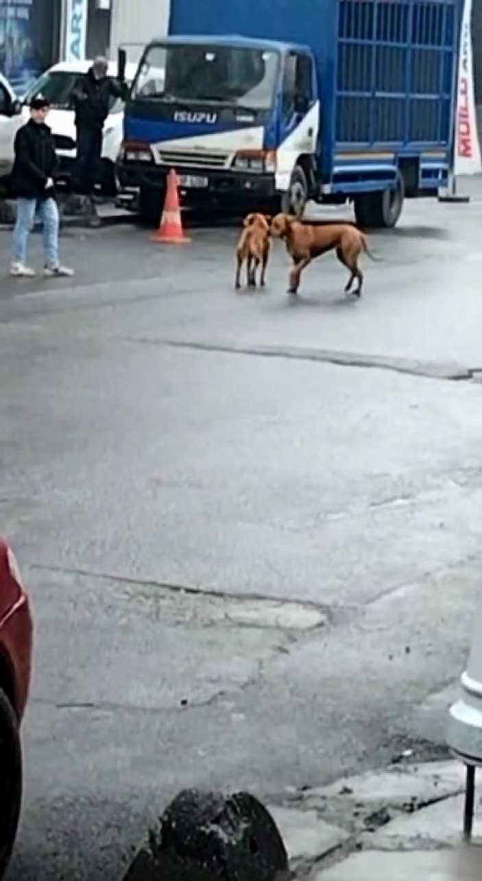 Sultangazi'de sokak köpekleri kazaya sebep oldu