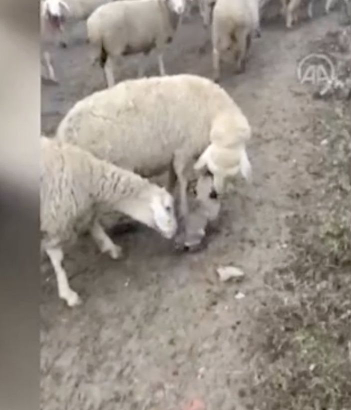 Ankara'da yavru köpek, koyun sürüsüne eşlik etti