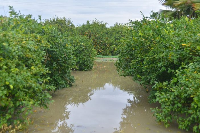 Adana’da tarım arazileri sular altında kaldı