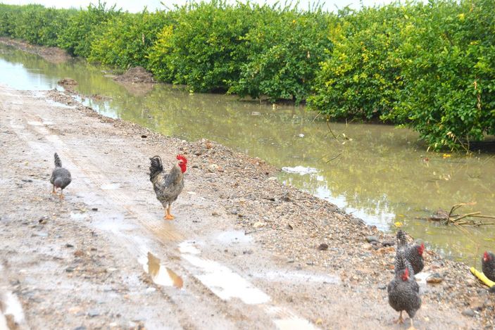 Adana’da tarım arazileri sular altında kaldı