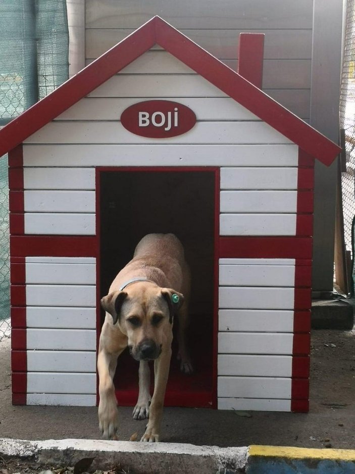 İstanbul'u turlayan köpek Boji'yi Ömer Koç sahiplendi