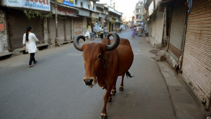 Hindistan'da 'inekler sokak hayvanı değil' tartışması