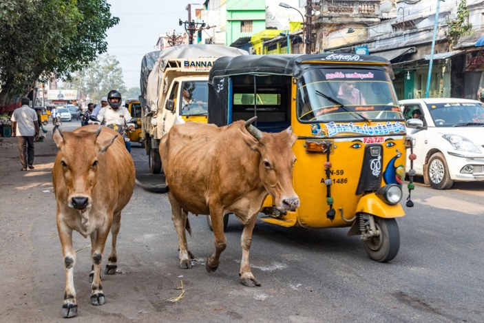 Hindistan'da 'inekler sokak hayvanı değil' tartışması