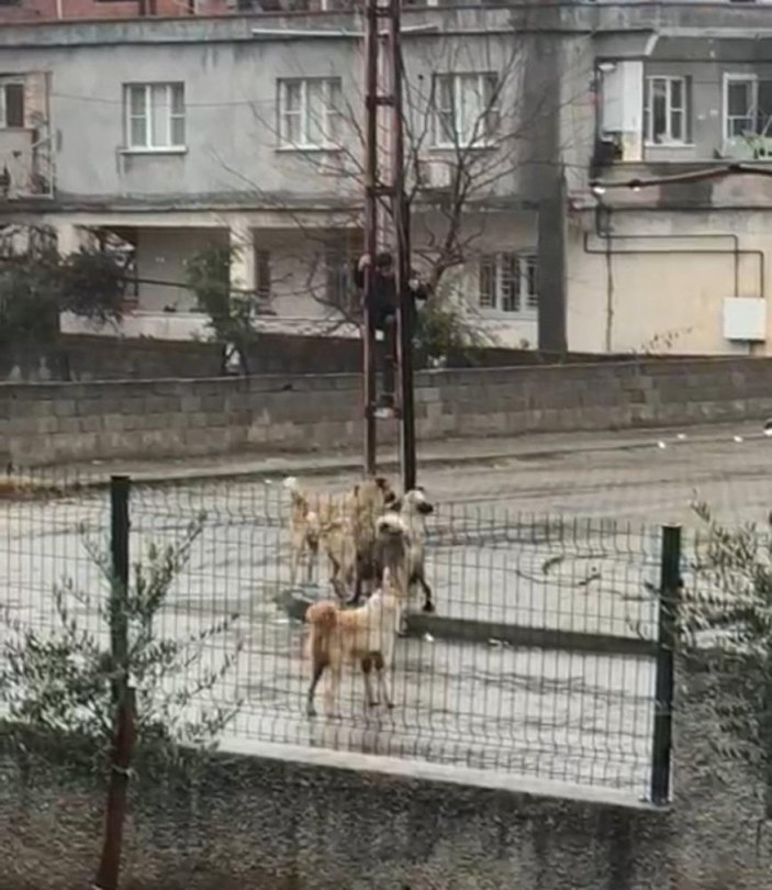 Kahramanmaraş'ta köpeklerden kaçan çocuk direğe tırmandı