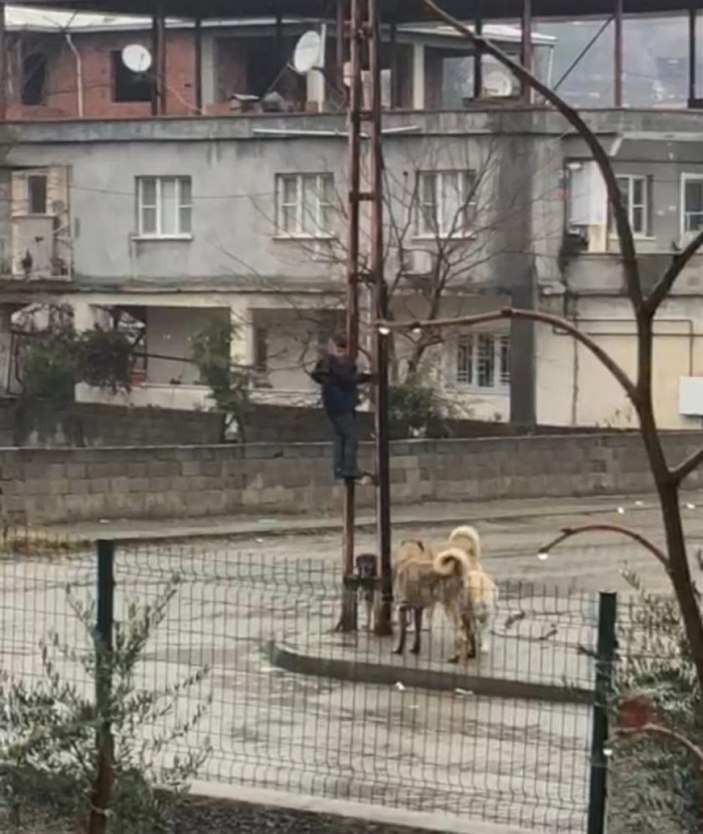 Kahramanmaraş'ta köpeklerden kaçan çocuk direğe tırmandı