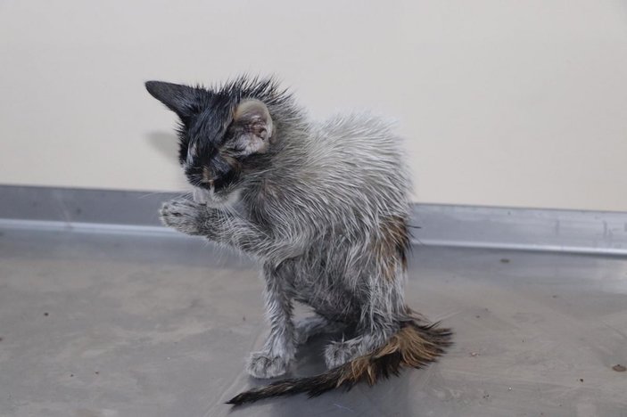 Rize’de, makine yağı dolu varilin içindeki kedilerden 2'si kurtarıldı